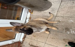 German Shepherd dogs for sale: German shepherd puppy  - Image 2