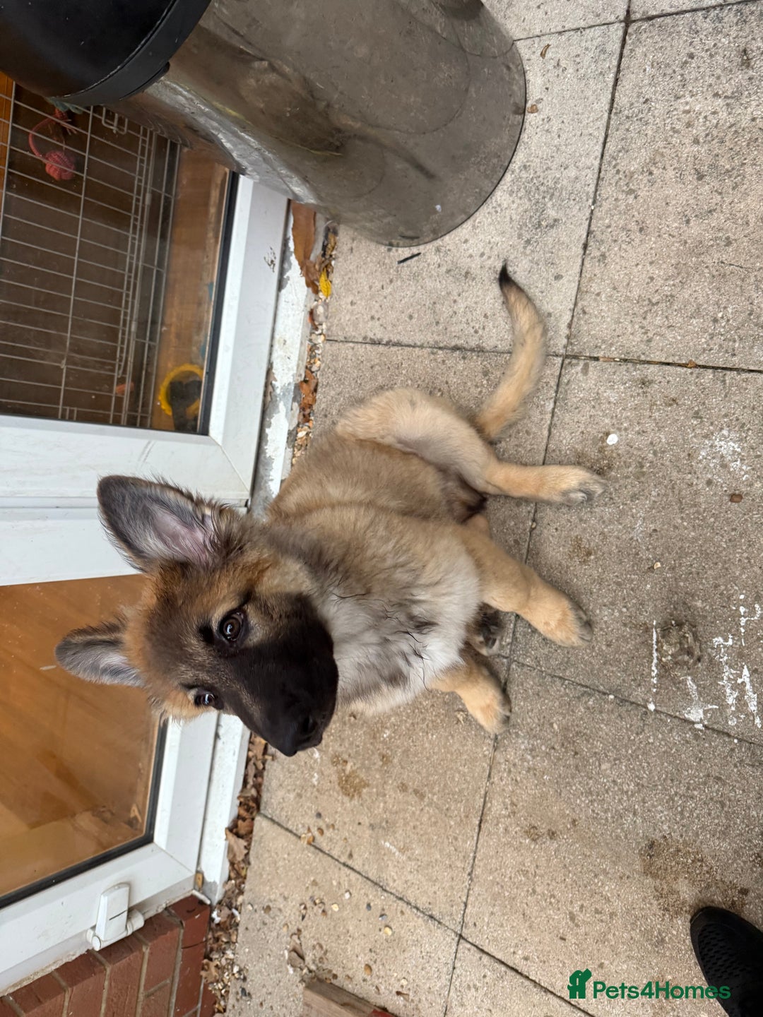 German Shepherd dogs for sale: German shepherd puppy  - Image 2