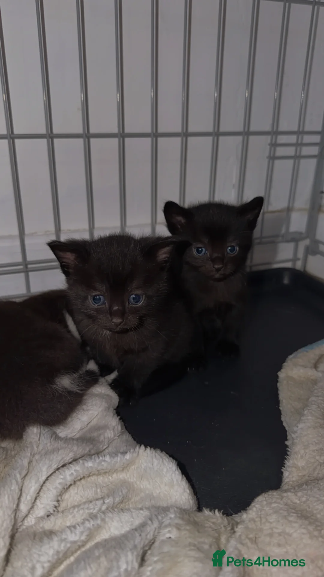 Ragdoll cats for sale: Ragdoll X Tabby  in Immingham - Advert 2