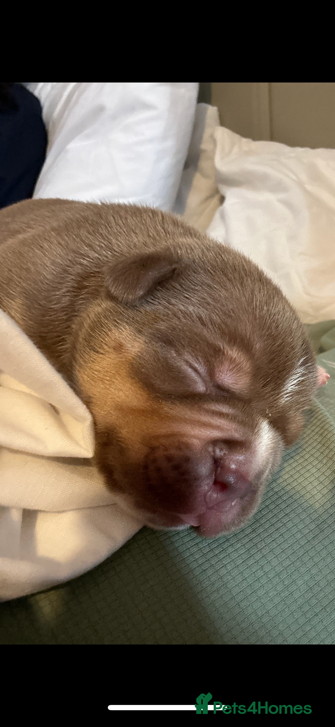 American Bully dogs for sale: Pocket Bully Litter - Image 5