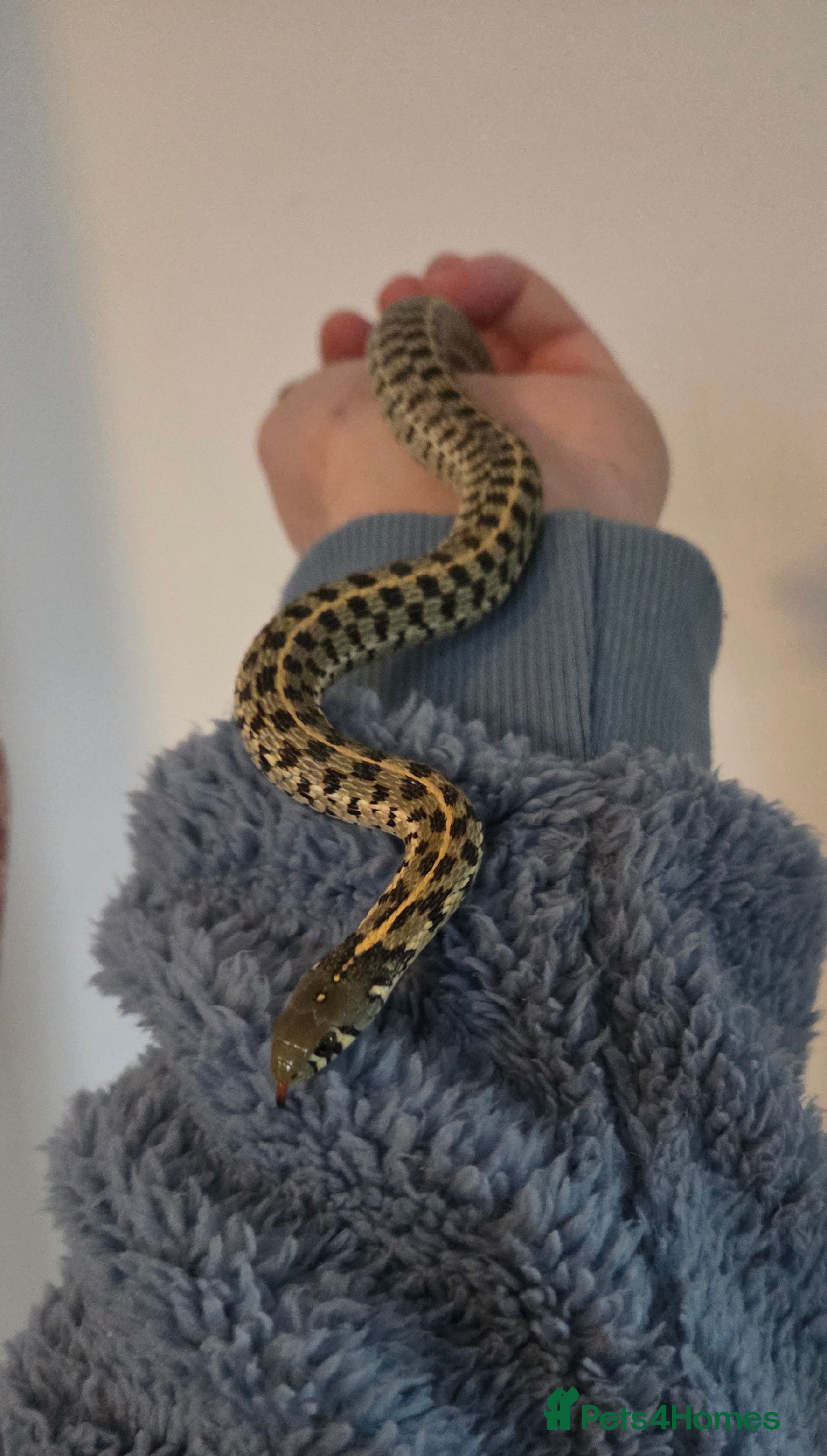 Garter Snake reptiles Checkered Garter Snake Babies Price Reduced  - Advert 1