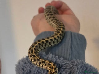 Garter Snake reptiles - Advert 1