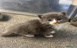 Maine Coon cats for sale: Beautiful RARE coloured Maine Coons - Image 36