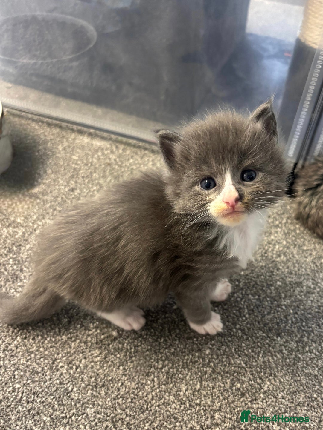 Maine Coon cats for sale: Beautiful RARE coloured Maine Coons - Image 36