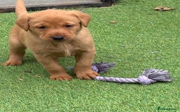 Labrador Retriever dogs for sale: Beautiful KC Fox Red Pups. 0/0 hip/elbow mum & dad - Image 14