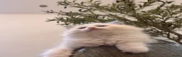 Ragdoll cats for sale: Bicolour ragdoll kittens and mum for sale - Advert 9