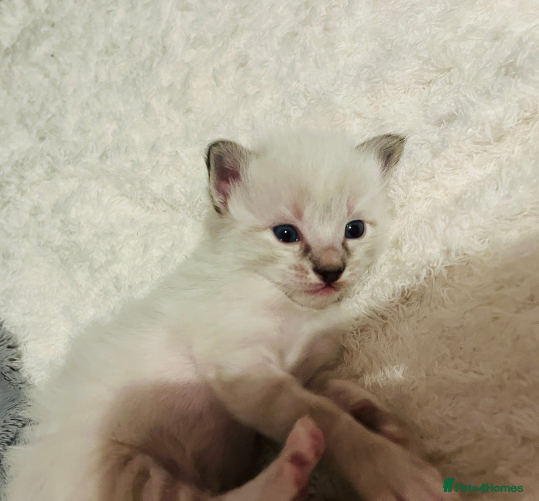 Ragdoll cats for sale: Ragdoll-mix Kittens – Ready 7th March (1 Reserved) - Advert 4