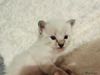 Ragdoll cats Ragdoll-mix Kittens – Ready 7th March (3 Reserved) - Advert 3