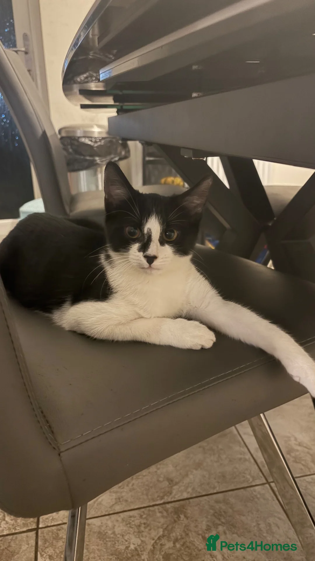 Domestic Shorthair cats for sale: Adorable domestic short hair kitten - Advert 2