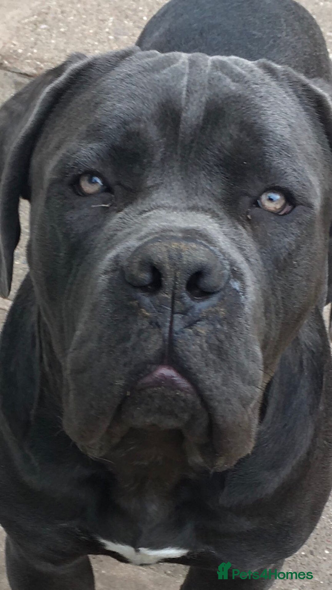 Cane Corso dogs for sale: 13 month old blue cane corso - Advert 4