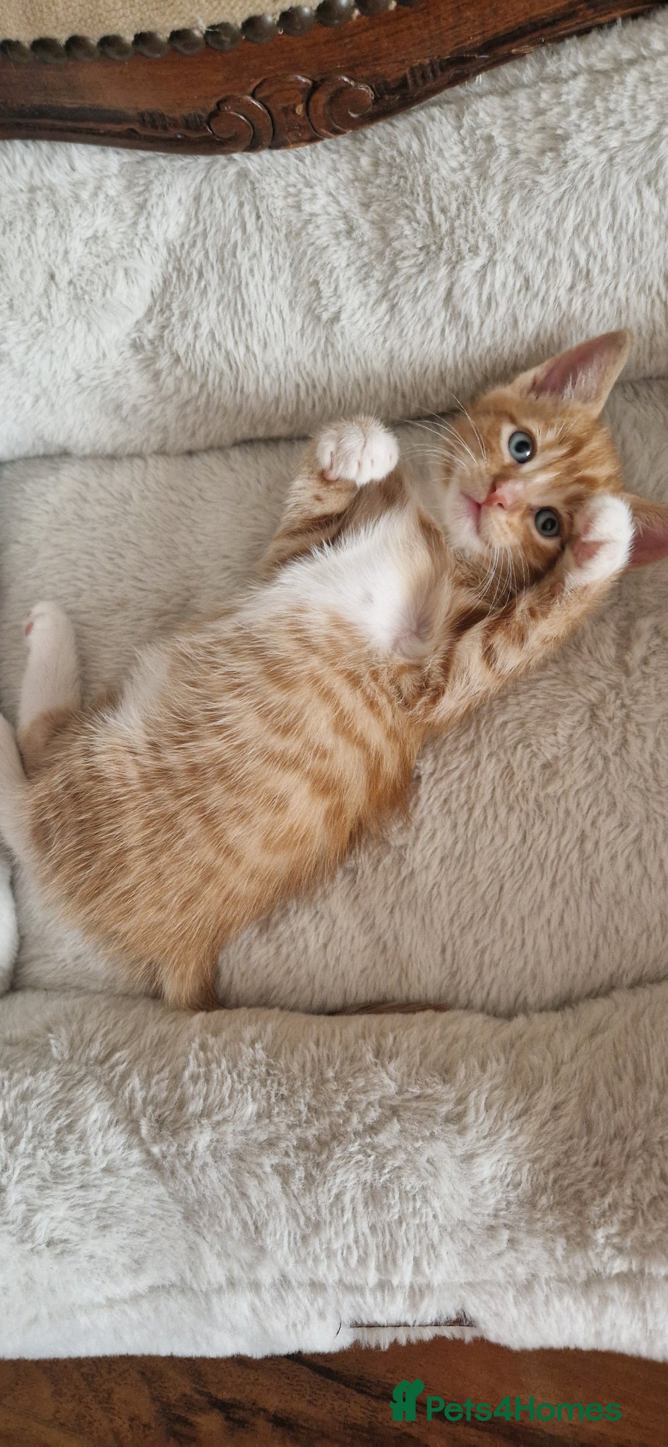 Domestic Shorthair cats for sale: Domestic Shorthair Kittens (3 males, 1 female) - Advert 13