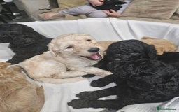 Standard Poodle dogs for sale: Stunning 5* Standard chunky poodle puppies 🐶  - Image 26