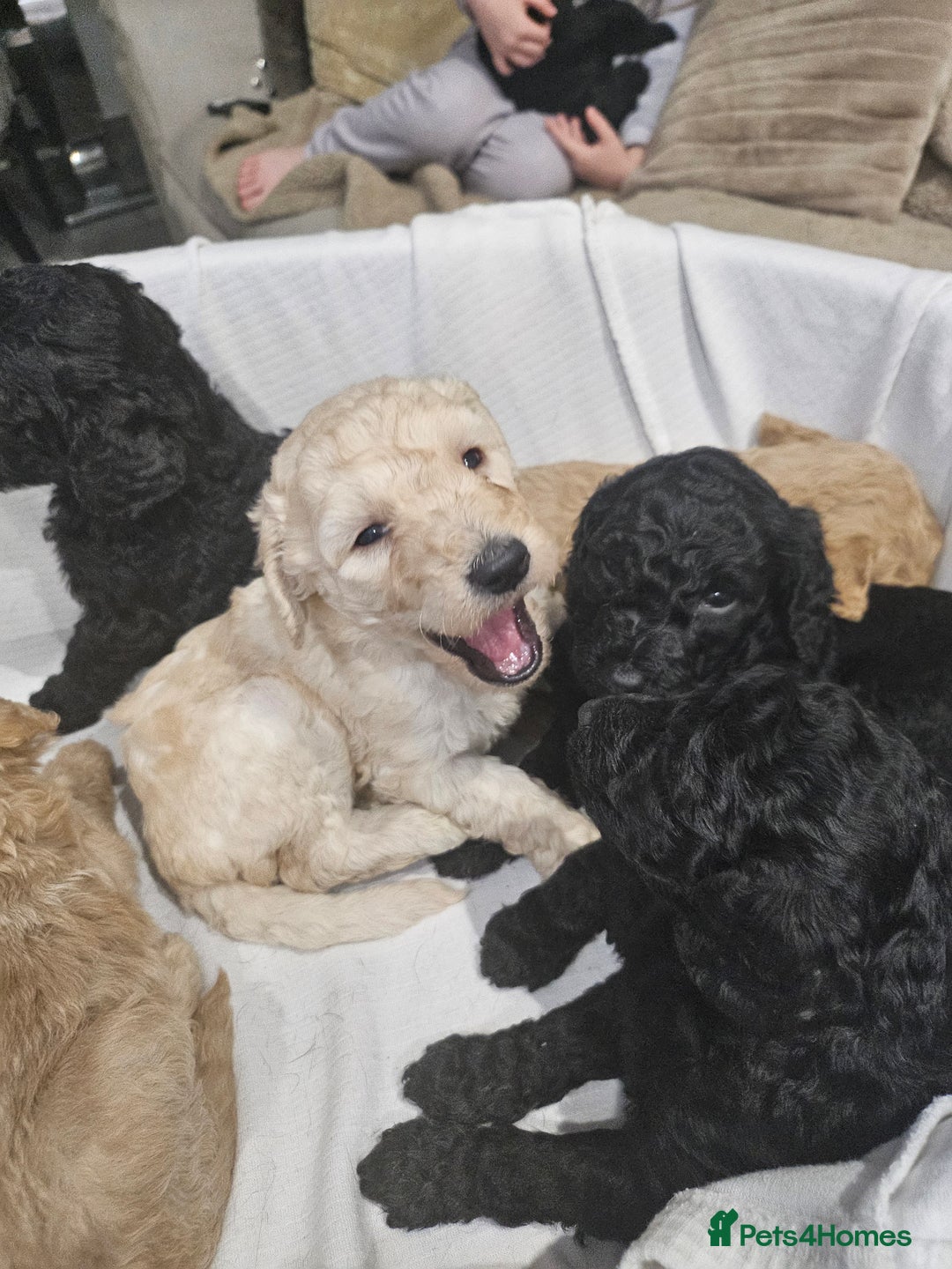 Standard Poodle dogs for sale: Stunning 5* Standard chunky poodle puppies 🐶  - Image 26