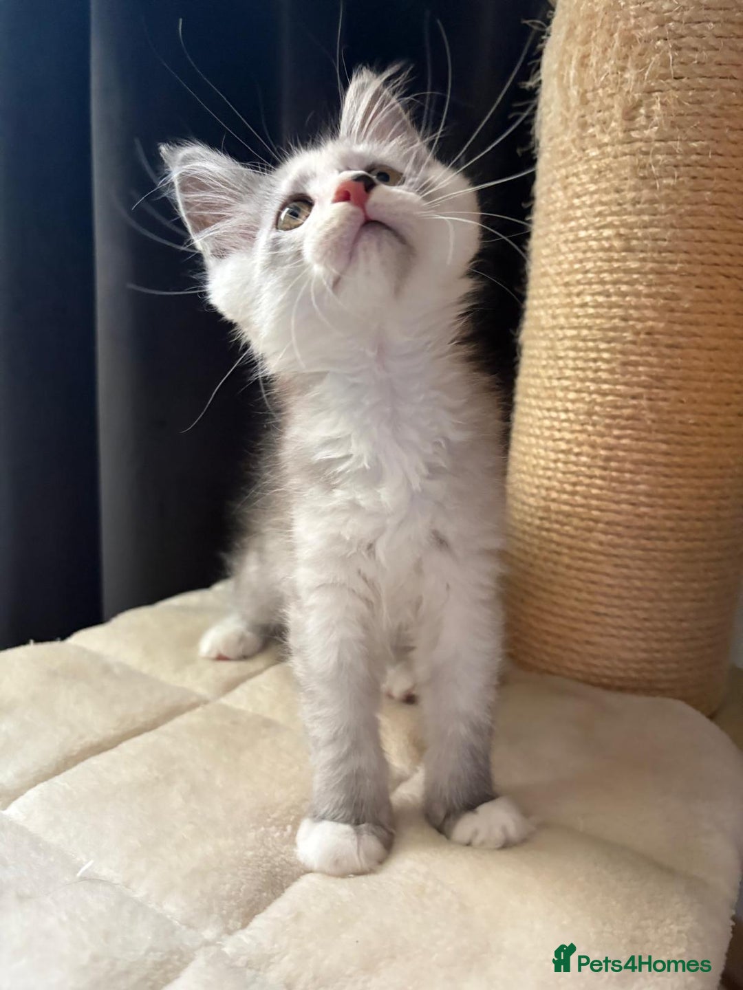 Maine Coon cats for sale: XL Maine Coon Kittens for Sale – TICA Reg - Advert 36