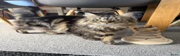 Mixed Breed cats for sale: Lottie for a forever home 🩷 - Advert 2