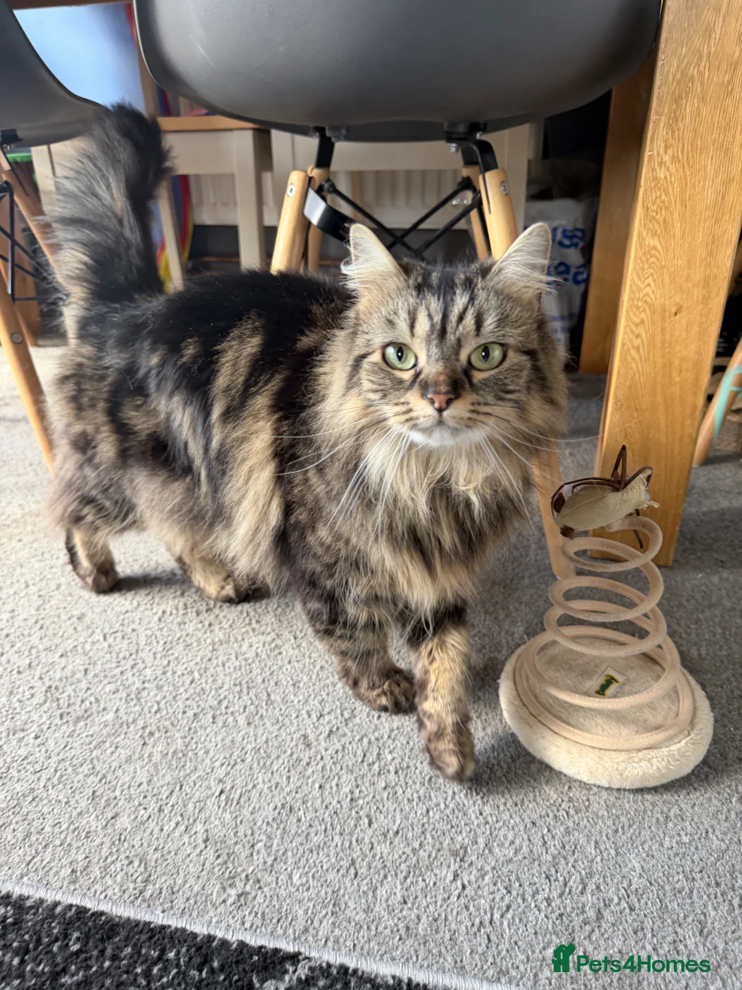 Mixed Breed cats for sale: Lottie for a forever home 🩷 - Advert 2