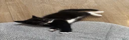 American Shorthair cats for sale: Last loving girl ready for her forever home  - Advert 8