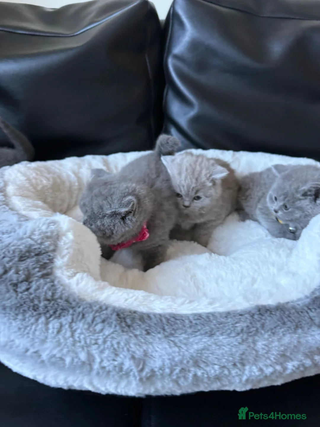 British Shorthair cats for sale: 2 British shorhair girls available  - Advert 8