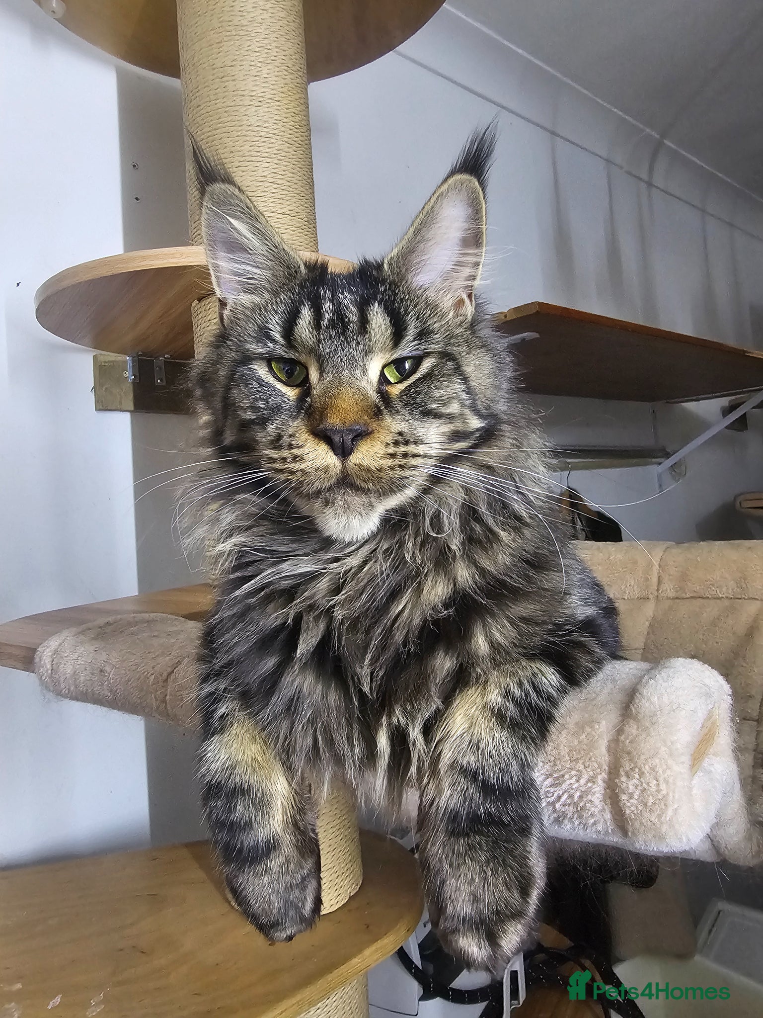 Maine Coon cats Maine Coon boy - Advert 2