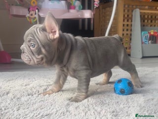 French Bulldog dogs - Advert 12