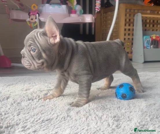 French Bulldog dogs - Advert 2