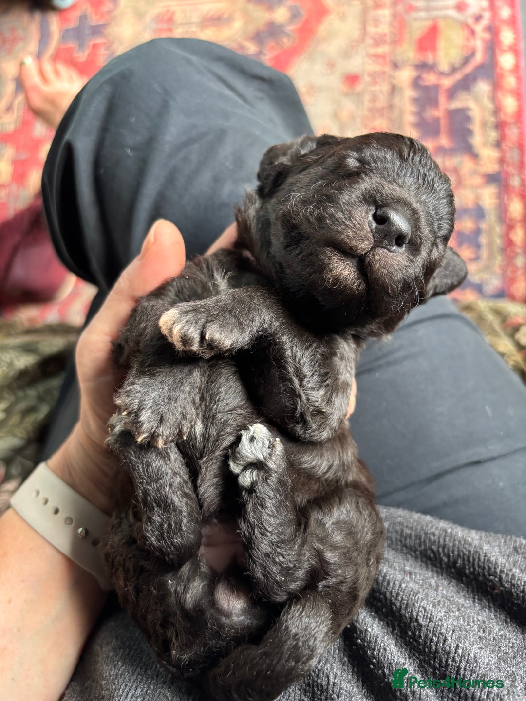 Bedlington Terrier dogs for sale: Beautiful baby Bedlington Terriers - Image 8