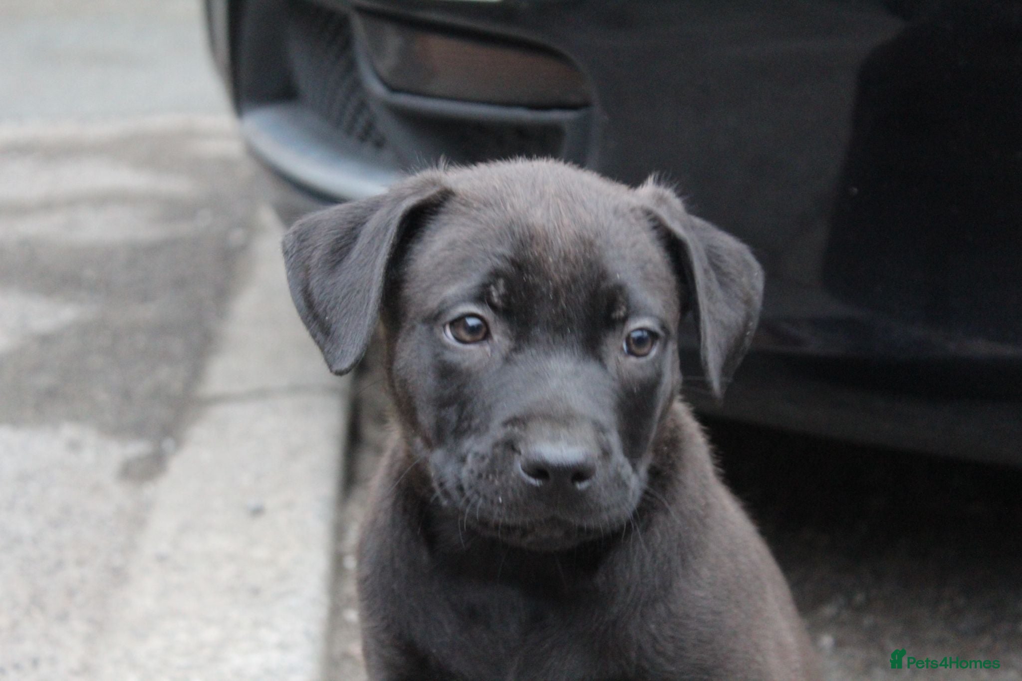 Mixed Breed dogs for sale: BHERDERS 2 LEFT - Advert 1