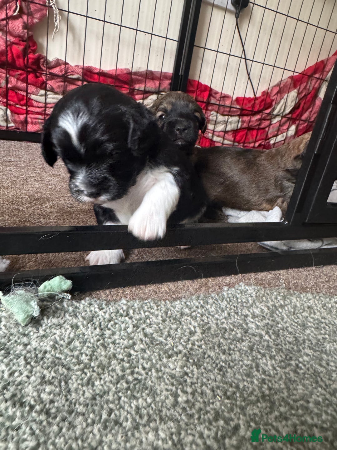 Shihpoo dogs for sale: 4 shihpoo males  in Telford - Image 10
