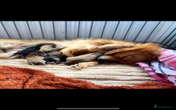 Pomeranian dogs for sale: Pomeranian pups available  - Image 4