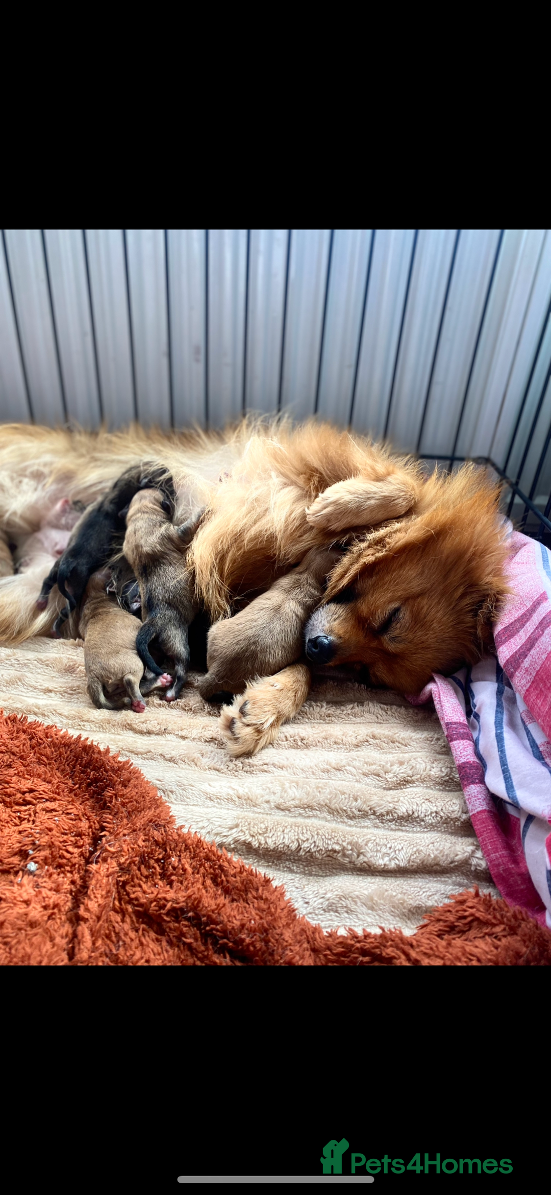 Pomeranian dogs for sale: Pomeranian pups available  - Image 4
