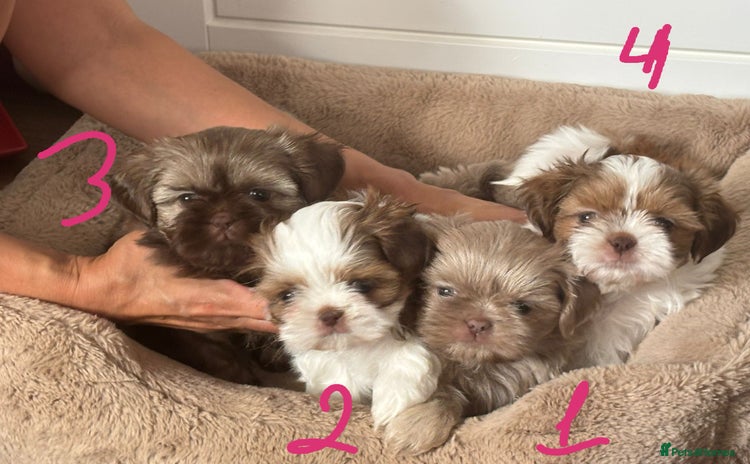 Shih Tzu dogs - Advert 3