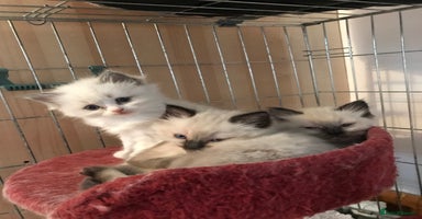 Ragdoll cats - Advert 15