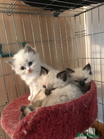 Ragdoll cats - Advert 6