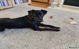 Patterdale Terrier dogs for sale: 6 year old patterdale terrier  - Image 2