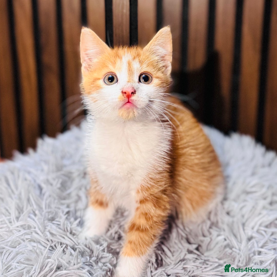 Mixed Breed cats for sale: 🎃 4 Pumpkin Gingers & 2 Phantom Kittens 👻 - Image 13