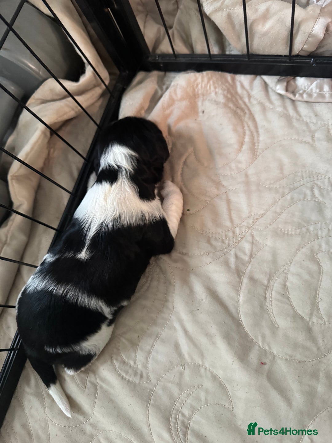 Mixed Breed dogs for sale: 8 Springer mix Puppies - Advert 8