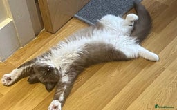 Ragdoll cats for sale: Reduced RARE Brown/mink Green-eyed Ragdoll kittens - Image 34