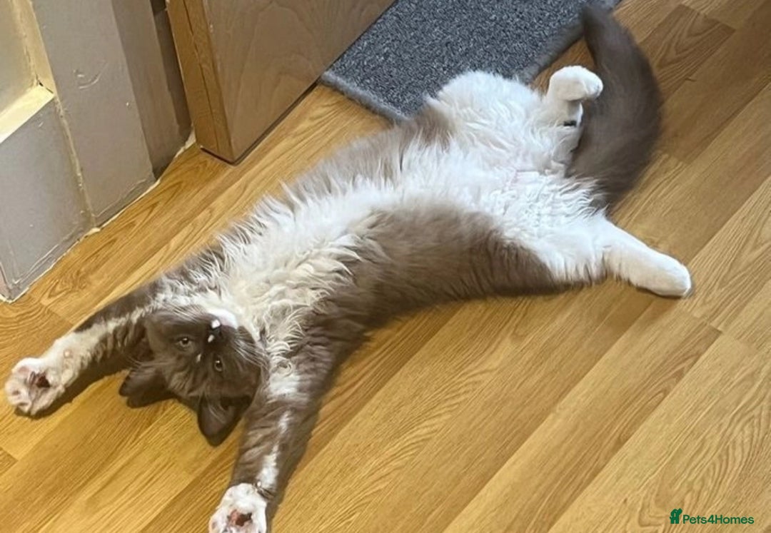 Ragdoll cats for sale: Reduced RARE Brown/mink Green-eyed Ragdoll kittens - Image 34