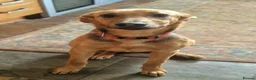 Mixed Breed dogs for sale: Lovely Lucy 7 months old is ready to find her home - Advert 1