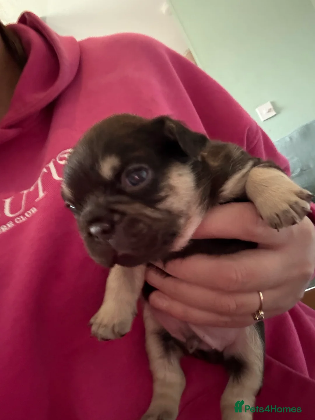 French Bulldog dogs for sale: French Bulldog Puppies - Advert 4