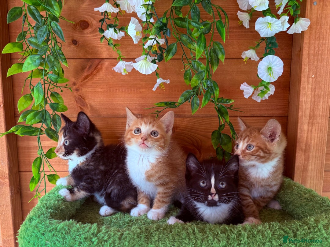 Domestic Shorthair cats for sale: GORGEOUS SHORT HAIRED FAMILY KITTENS  - Image 17