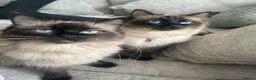 Ragdoll cats for sale: 2 Beautiful female ragdolls  in Wirral - Advert 2