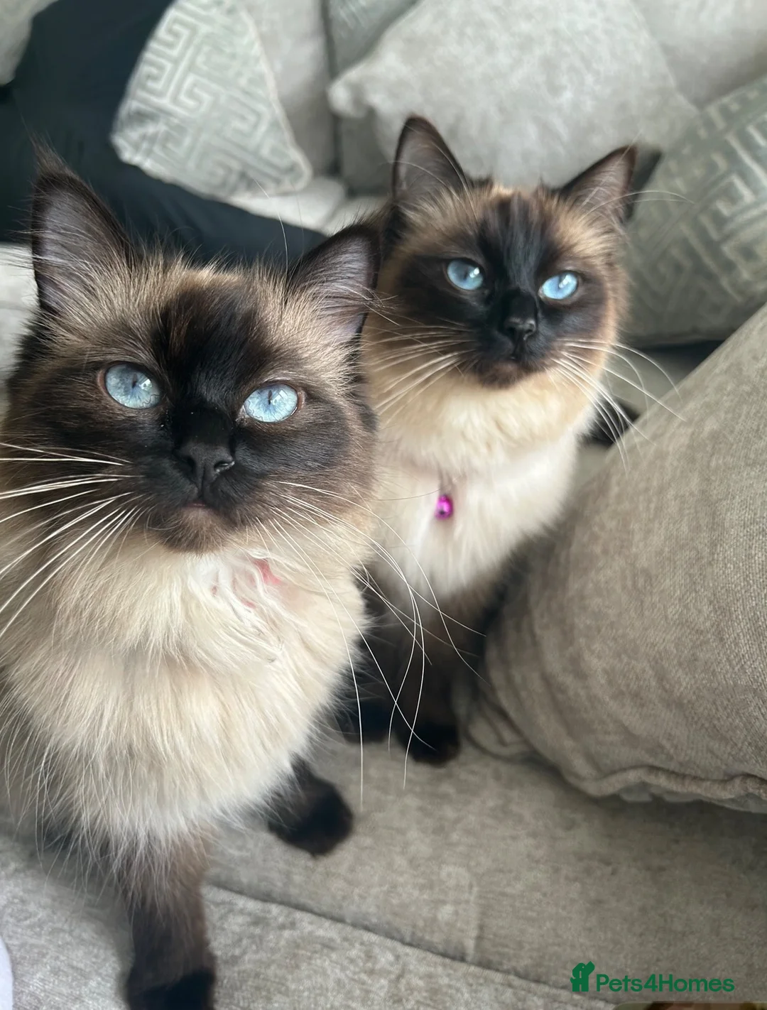 Ragdoll cats for sale: 2 Beautiful female ragdolls  in Wirral - Advert 2