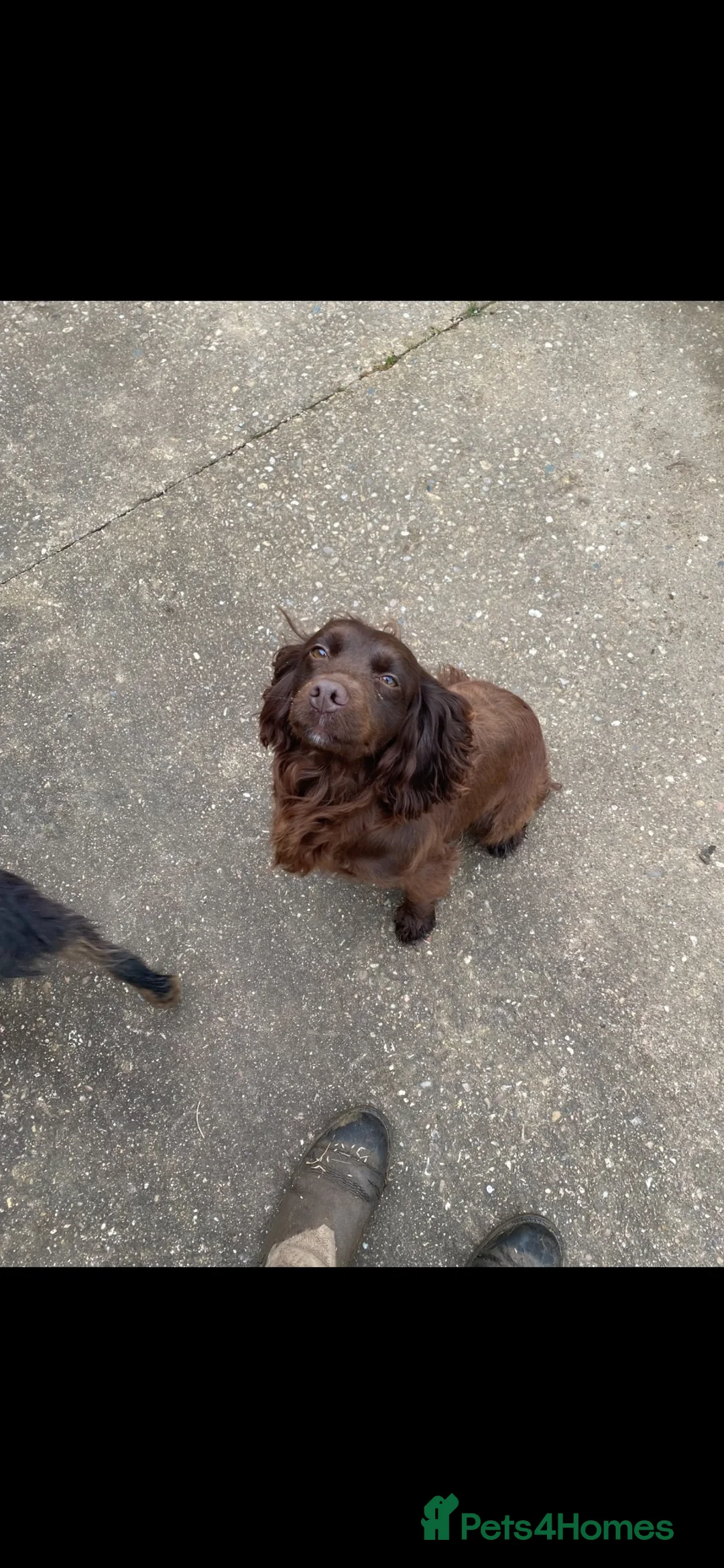Cockapoo dogs for sale: A gorgeous litter of F1 cockapoos, boys & girls.  - Advert 34