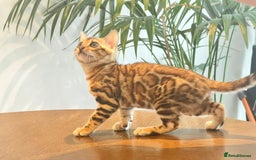 Bengal cats for sale: Stunning Bengal GIRL Kitten, TICA– ready 12/08/25 - Image 7