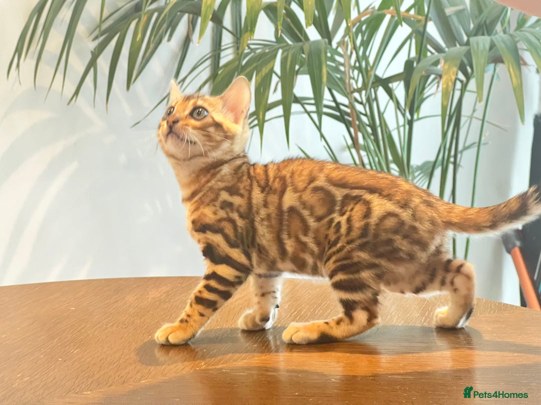 Bengal cats for sale: Stunning Bengal GIRL Kitten, TICA– ready 12/08/25 - Image 7