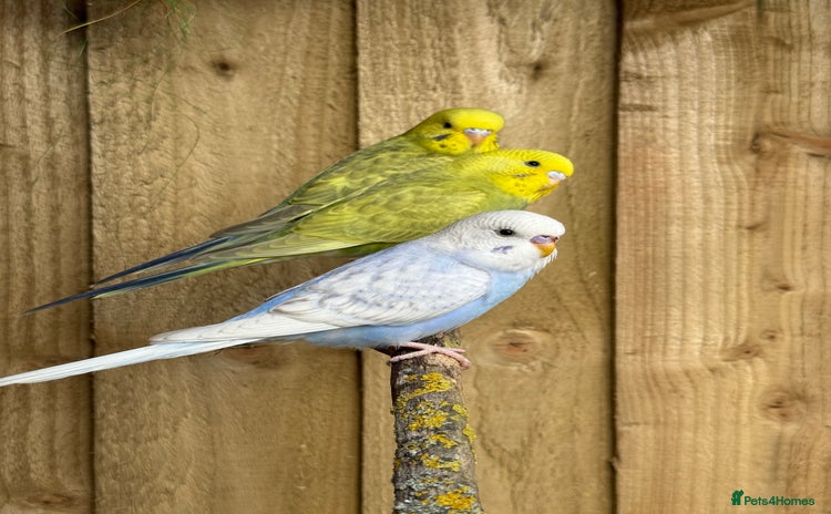 Budgerigars birds - Advert 2