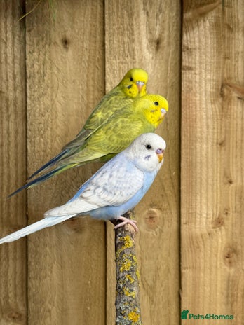 Budgerigars birds - Advert 11