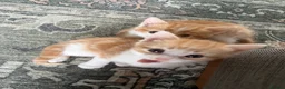 Mixed Breed cats for sale: Two Ginger Male Kittens  in Bicester - Advert 20