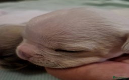 French Bulldog dogs for sale: Kc registered french bulldog puppies - Image 26